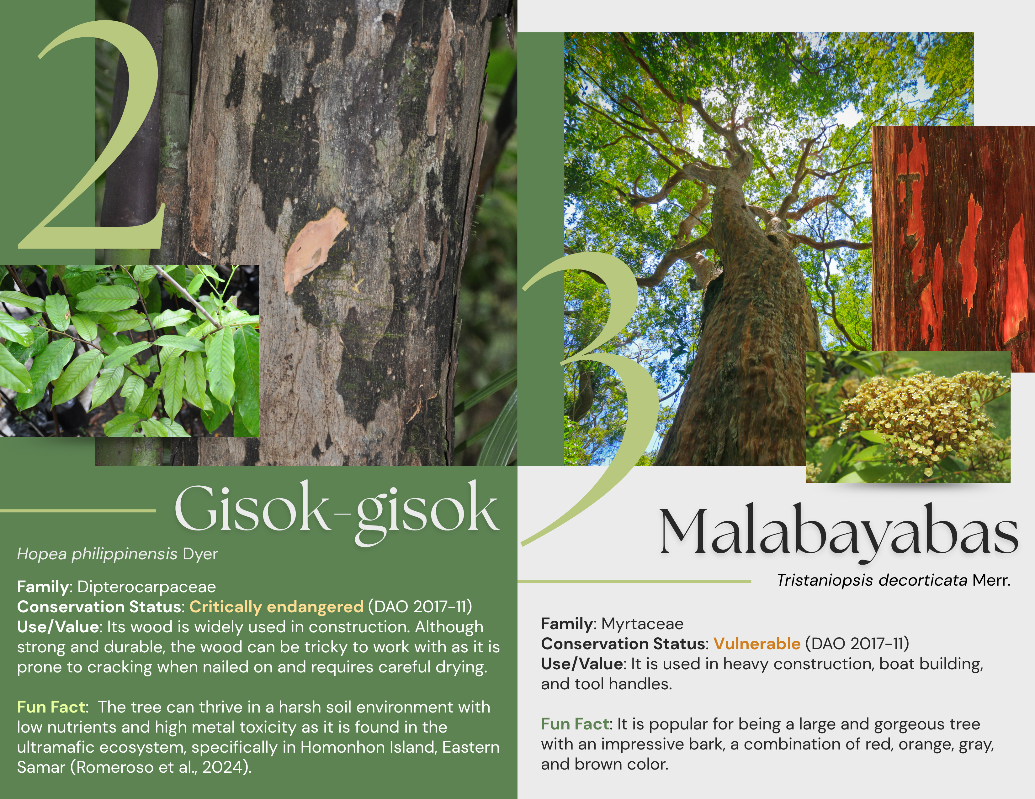 Fourth set of pages of the brochure